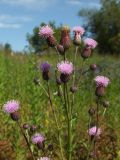 Cirsium setosum. Верхушка цветущего растения. Магаданская обл., Ольский р-н, окр. Ольского шоссе, заброшенное поле. 30.08.2015.