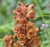 Orobanche subspecies xanthostigma