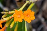 Cordia subcordata