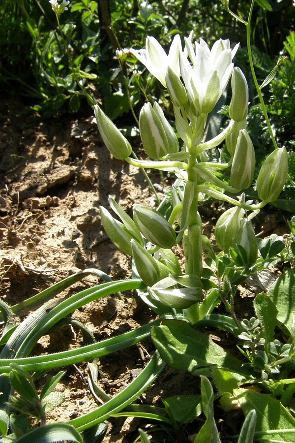 Image of Ornithogalum fimbriatum specimen.