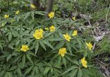 Anemone ranunculoides. Верхушки цветущих растений. Испания, автономное сообщество Каталония, провинция Жирона, комарка Рипольес, муниципалитет Сеткасес, окр. н.п. Сеткасес, ≈1350 м н.у.м., пойма ручья Валь-Льобре, лиственный прирусловый лес. 24.04.2022.