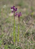 Anacamptis subspecies caucasica