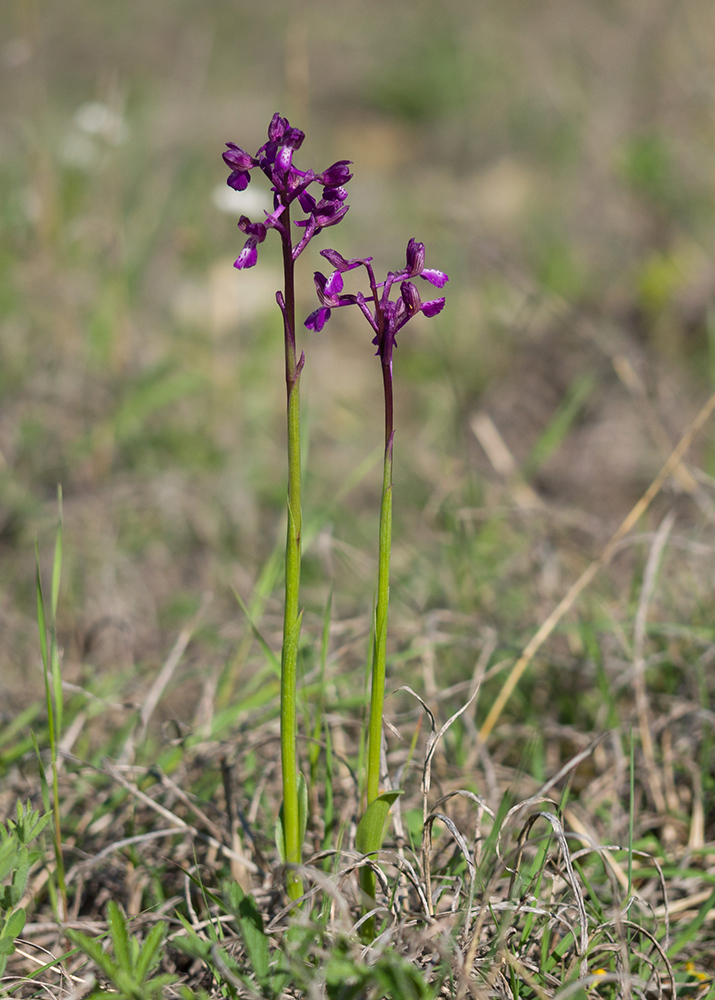Image of Anacamptis morio ssp. caucasica specimen.