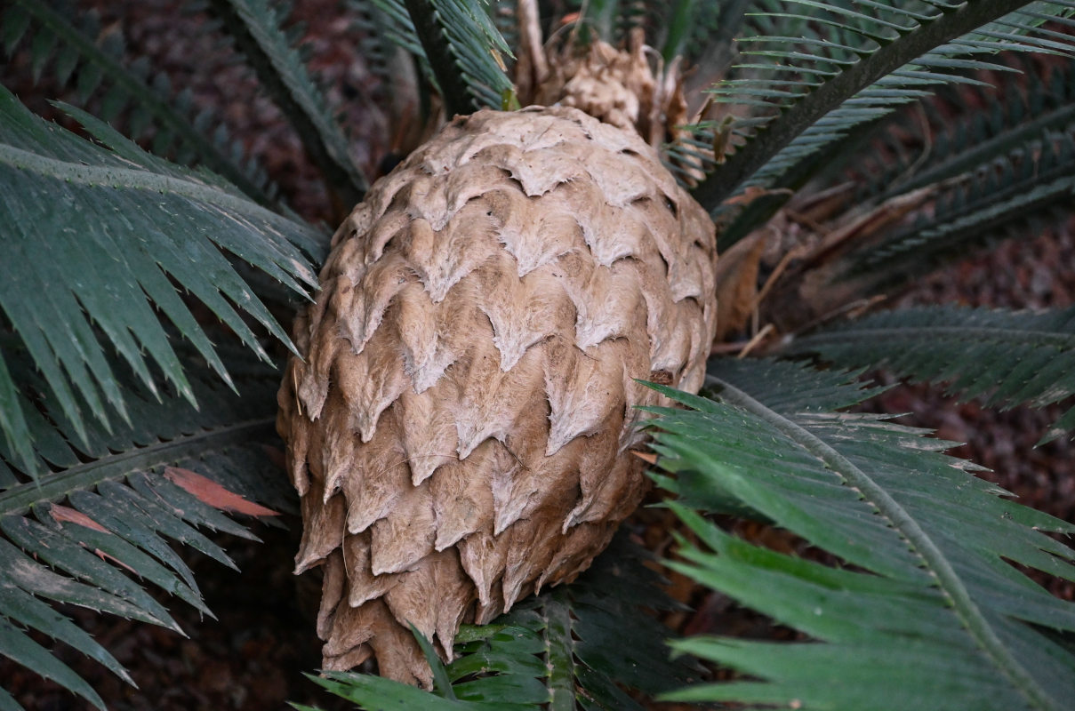 Изображение особи род Cycas.