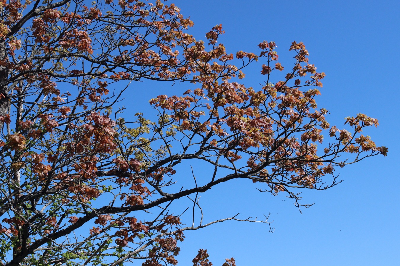 Image of Acer platanoides specimen.