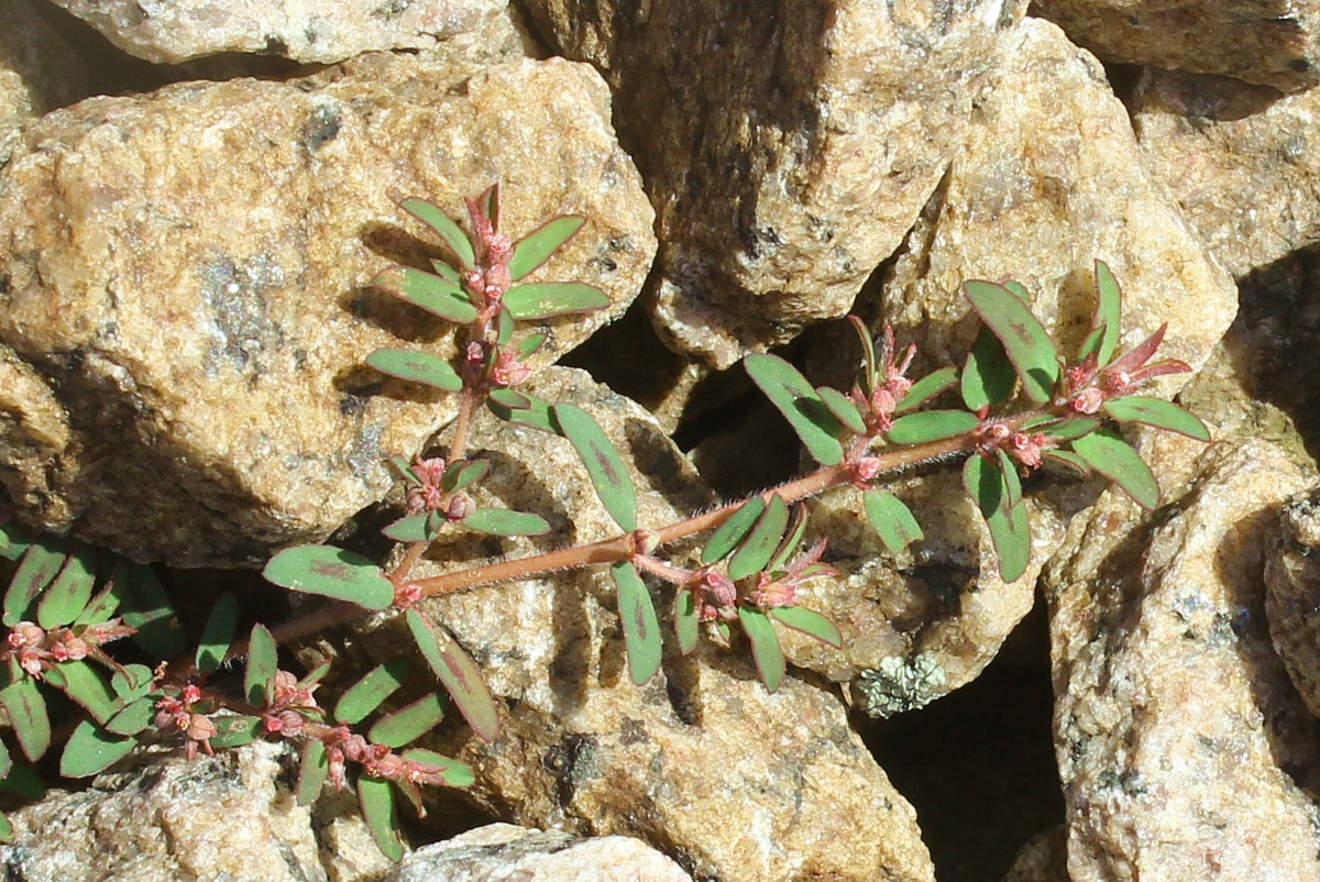 Image of Euphorbia maculata specimen.