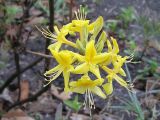 Rhododendron luteum