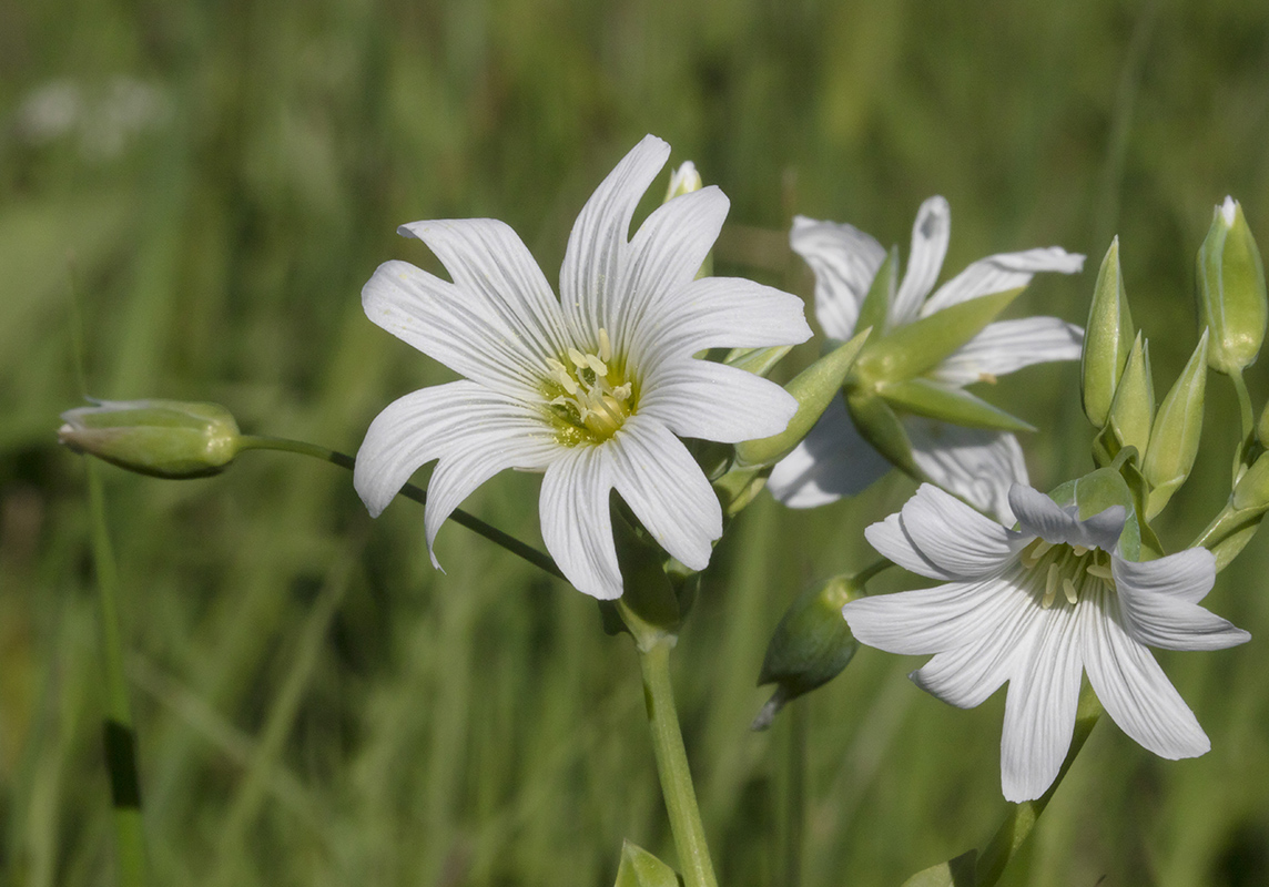 Image of Cerastium davuricum specimen.