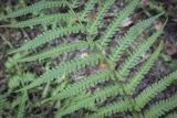 Dryopteris filix-mas. Часть спороносящей вайи. Пермский край, г. Пермь, Кировский р-н, ООПТ \"Сосновый бор\", смешанный лес. 24.08.2023.