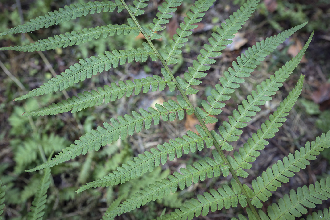 Изображение особи Dryopteris filix-mas.