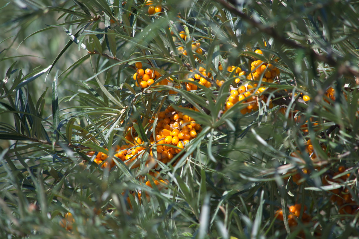 Image of Hippophae rhamnoides specimen.