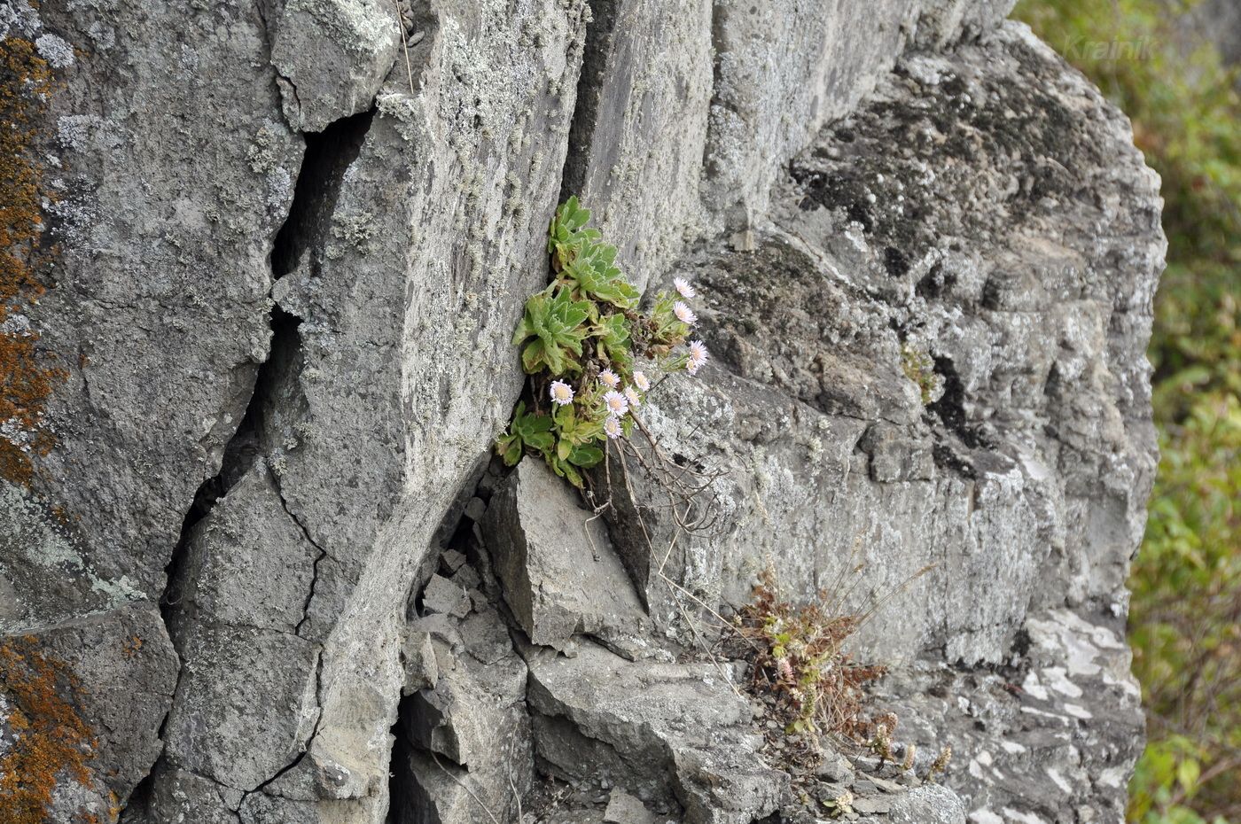 Image of Aster spathulifolius specimen.