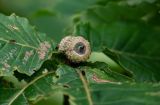 Quercus crispula. Незрелые плоды и основания повреждённых листьев с муравьём. Курильские о-ва, о-в Кунашир, склон вулкана Головнина, ≈ 400 м н.у.м., опушка смешанного леса. 20.08.2022.