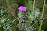 Cirsium vulgare. Верхушка веточки с цветущим и развивающимися соцветиями. Чечня, Итум-Калинский р-н, окр. с. Ведучи, ≈ 1500 м н.у.м., луговой склон. 27.07.2022.