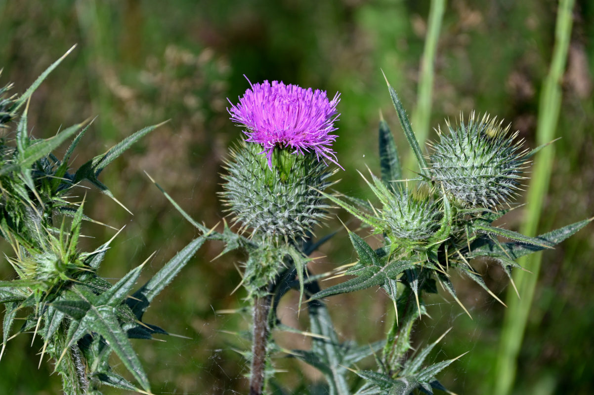 Изображение особи Cirsium vulgare.