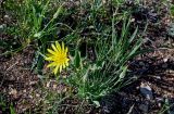 Tragopogon