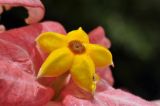 Mussaenda philippica × M. erythrophylla