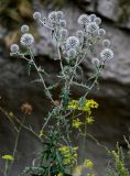 Echinops sphaerocephalus. Верхушка цветущего растения. Чечня, Итум-Калинский р-н, Аргунское ущелье, у подножия скалы. 26.07.2022.