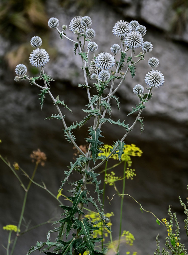 Изображение особи Echinops sphaerocephalus.