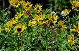 Arnica sachalinensis. Верхушки побегов с соцветиями. Сахалин, Корсаковский гор. округ, гора Бережная, каменистый склон. 25.08.2022.