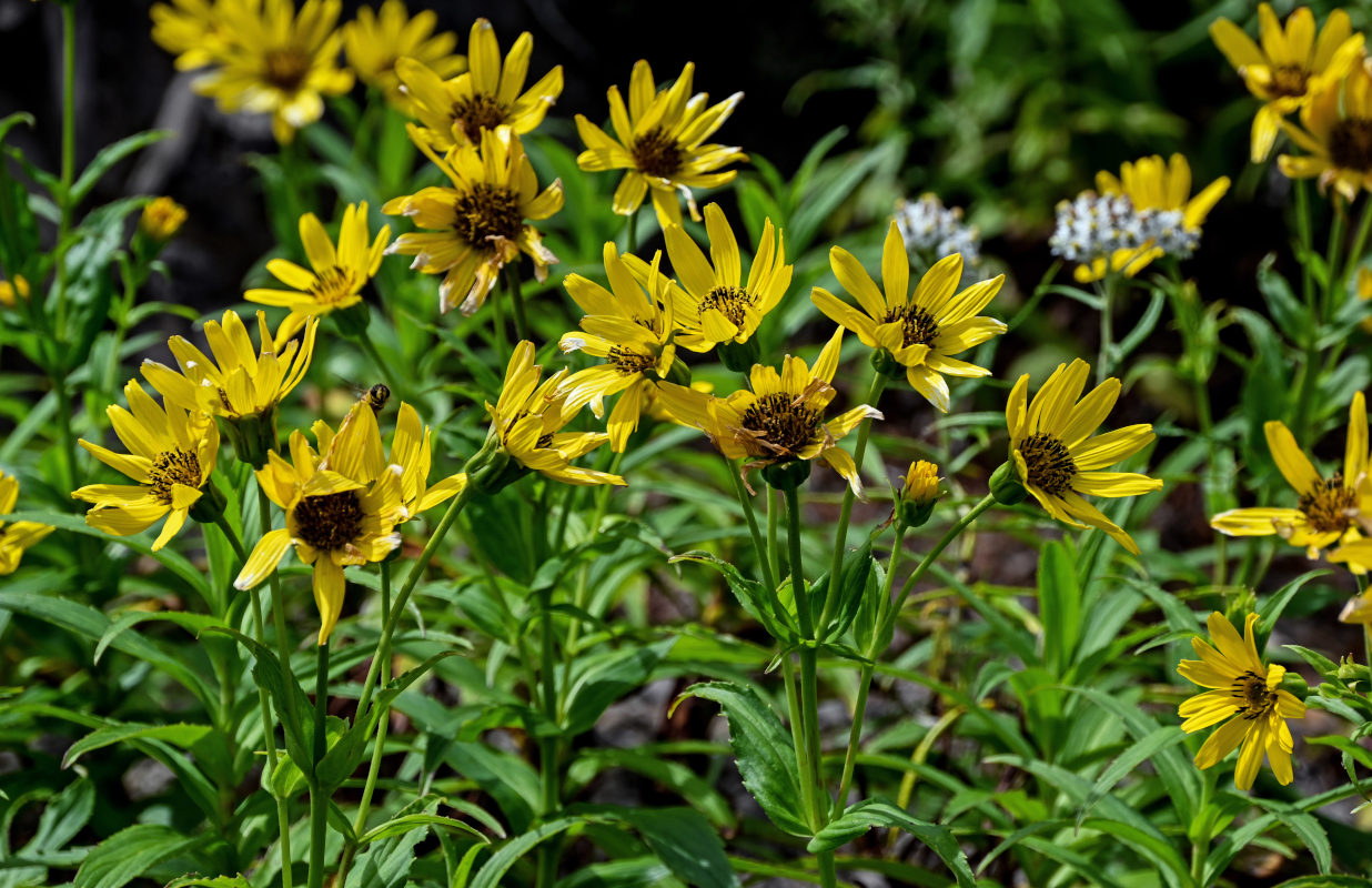 Изображение особи Arnica sachalinensis.