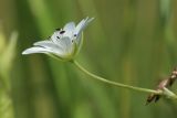 Stellaria palustris. Побег с цветком. Беларусь, Витебская обл., дер. Сурмино, берег озера, суходольный луг на песке, окрайка травяной дернины у воды. 24.06.2023.