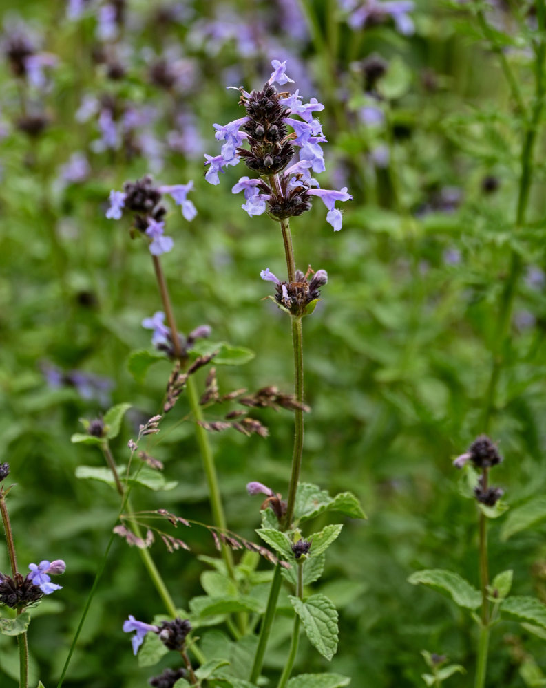 Image of Nepeta bucharica specimen.