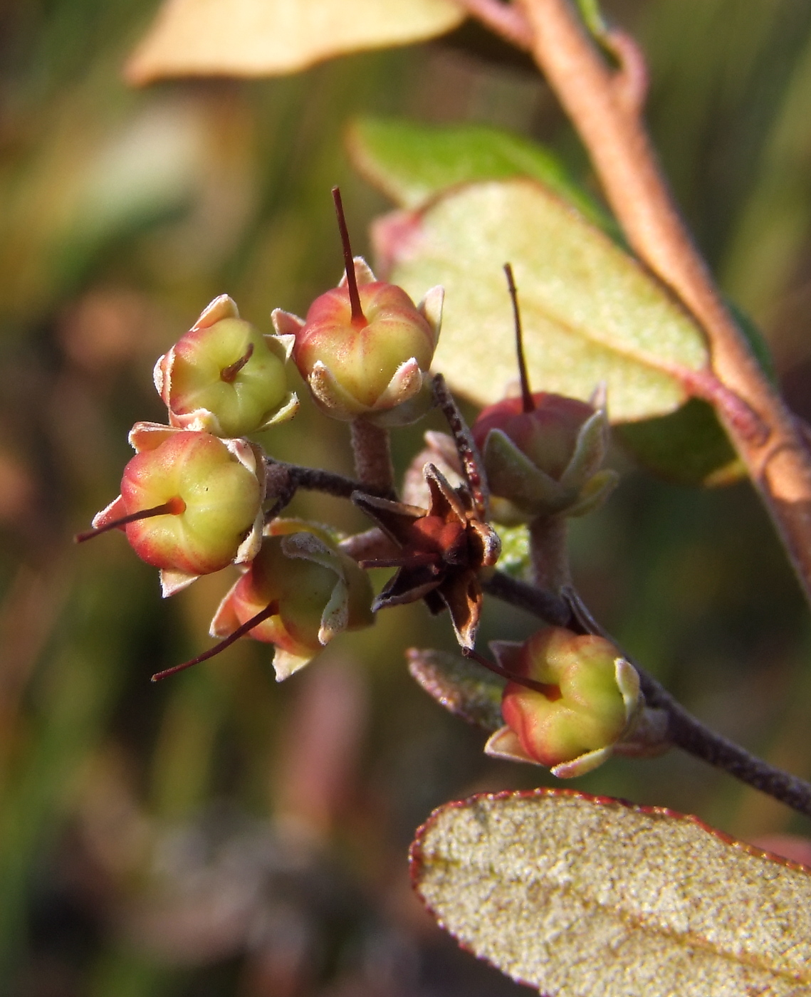 Изображение особи Chamaedaphne calyculata.