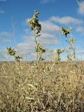 Atriplex cana. Верхушка плодоносящего растения. Астраханская обл., сев. берег оз. Баскунчак. 04.10.2009.