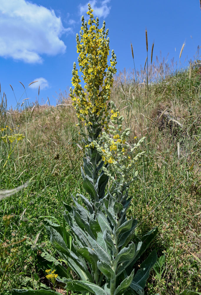 Изображение особи Verbascum speciosum.