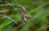 Carex gmelinii