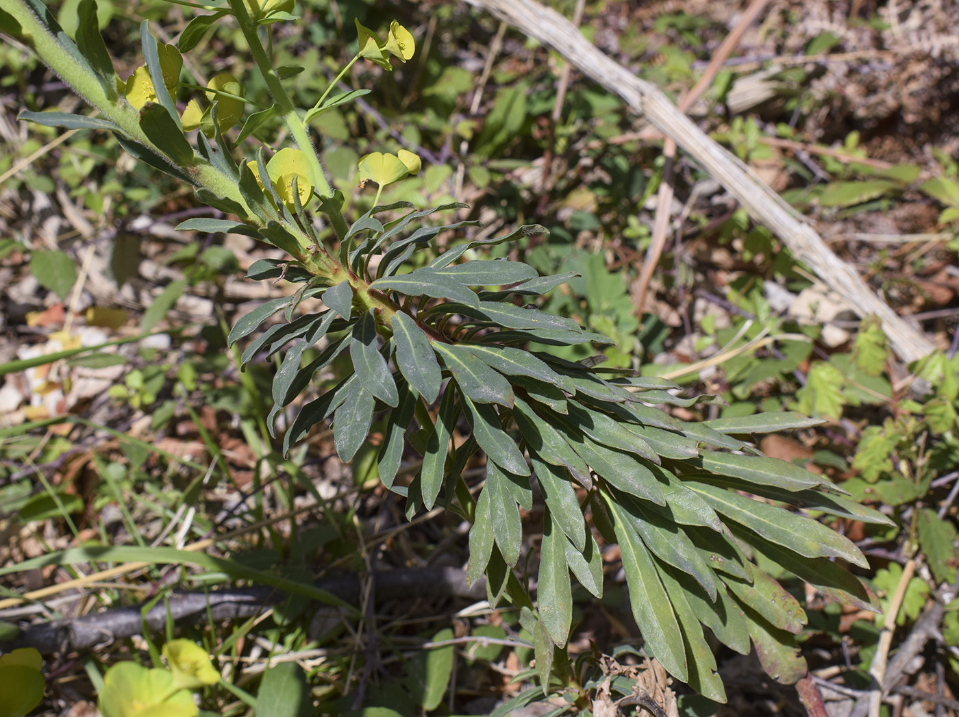 Image of Euphorbia amygdaloides specimen.
