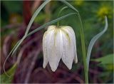 Fritillaria meleagris. Цветок ('Alba'). Московская обл., Раменский р-н, окр. дер. Хрипань, садовый участок. 06.05.2024.