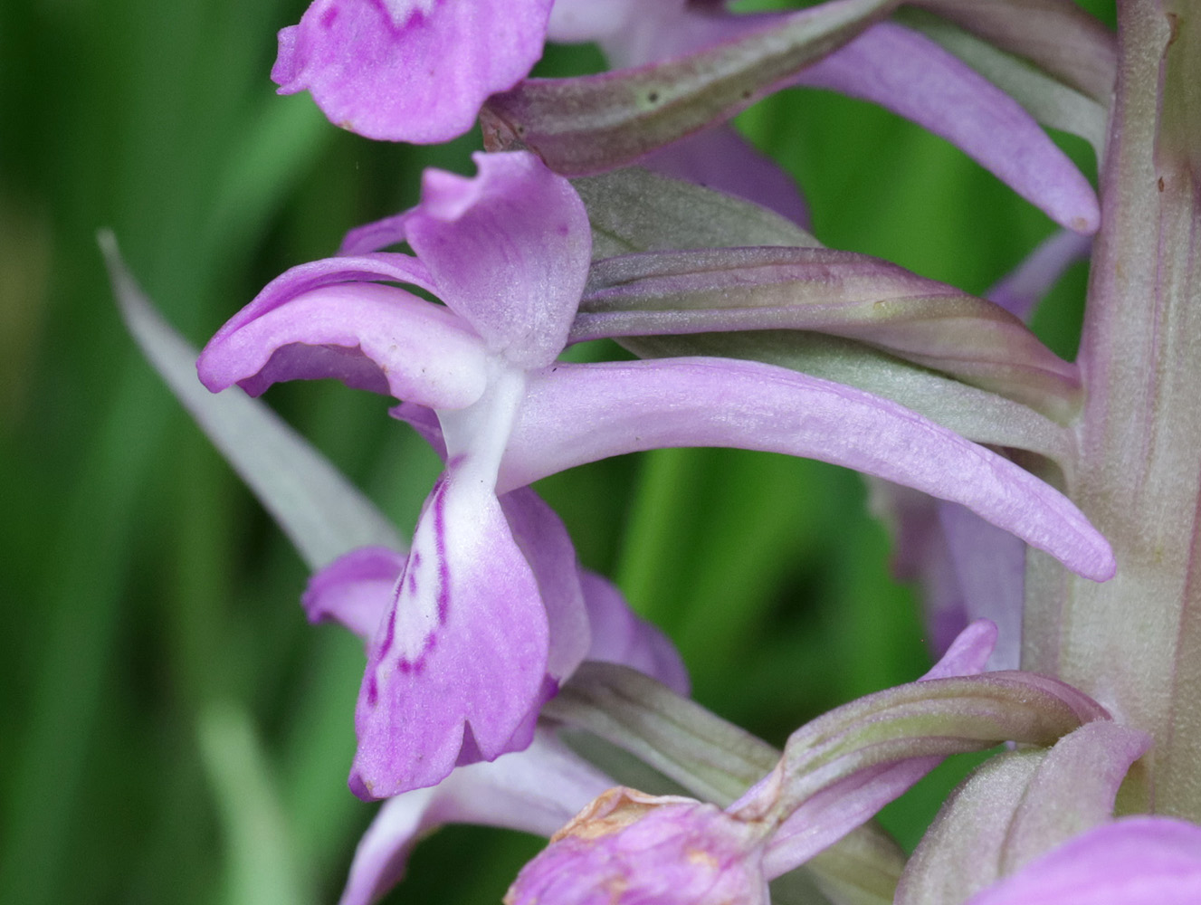 Изображение особи Dactylorhiza umbrosa.