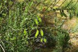 Sarothamnus scoparius