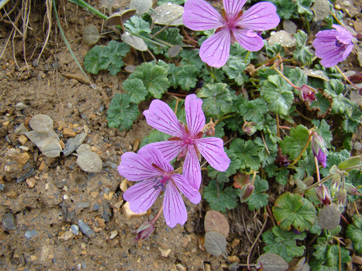 Изображение особи Geranium sophiae.