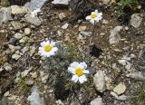 Anthemis carpatica. Соцветия. Испания, Каталония, пров. Жирона, комарка Рипольес, муниципалитет Сеткасес, окр. курорта \"Вальтер 2000\", ≈2200 м н.у.м., каменистый склон вост. экспозиции. 07.07.2024.