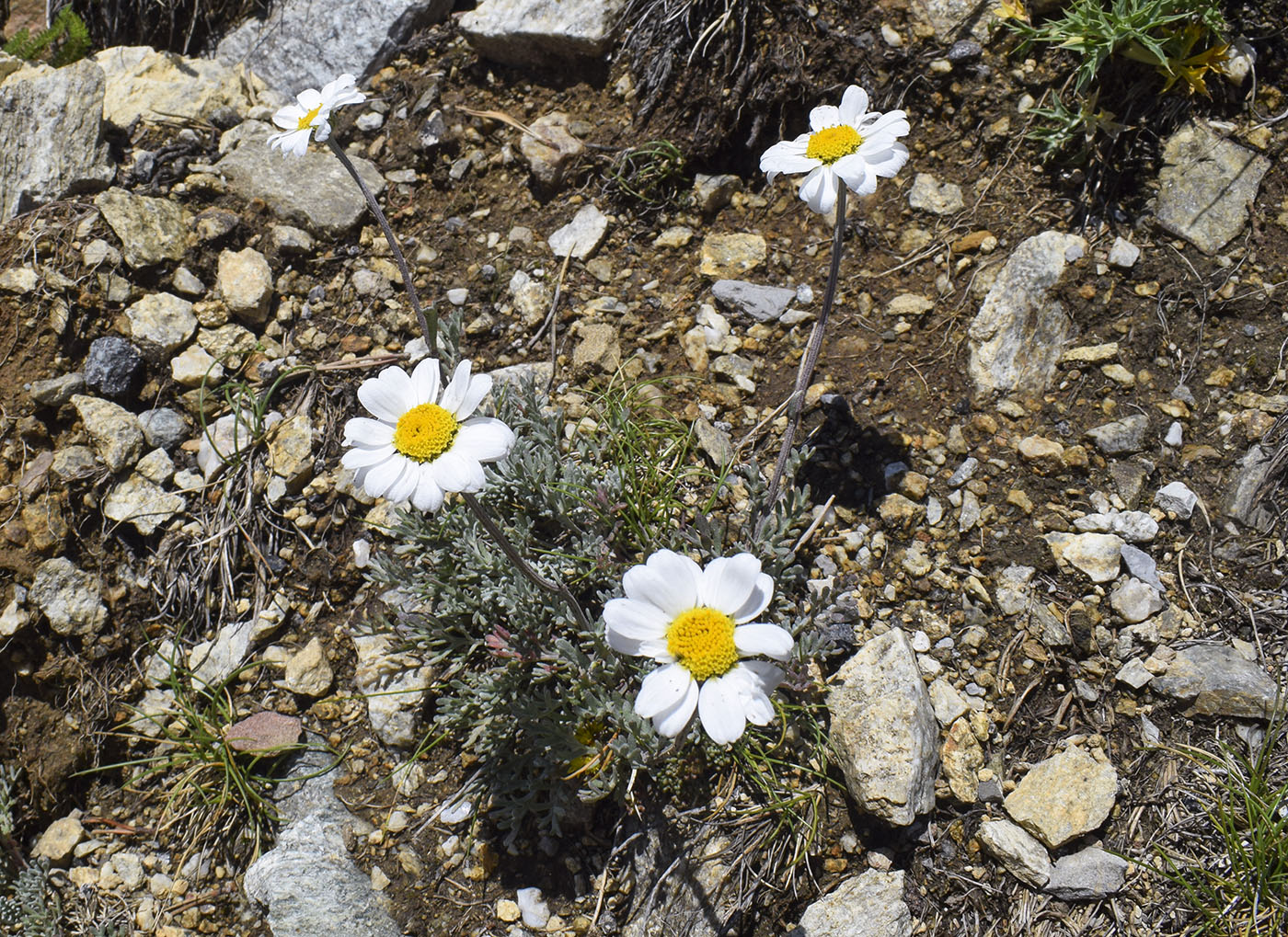 Image of Anthemis carpatica specimen.
