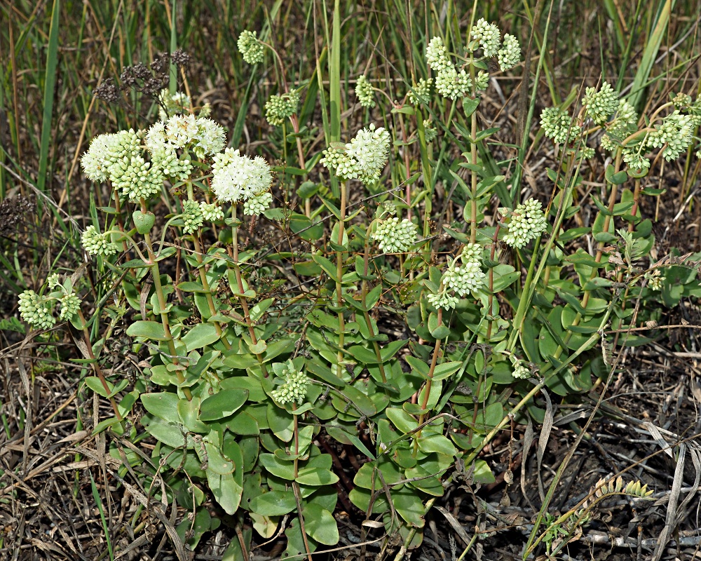Image of Hylotelephium maximum specimen.