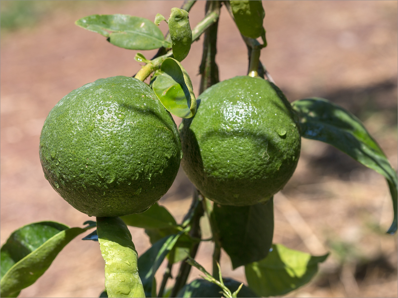 Image of Citrus limon specimen.