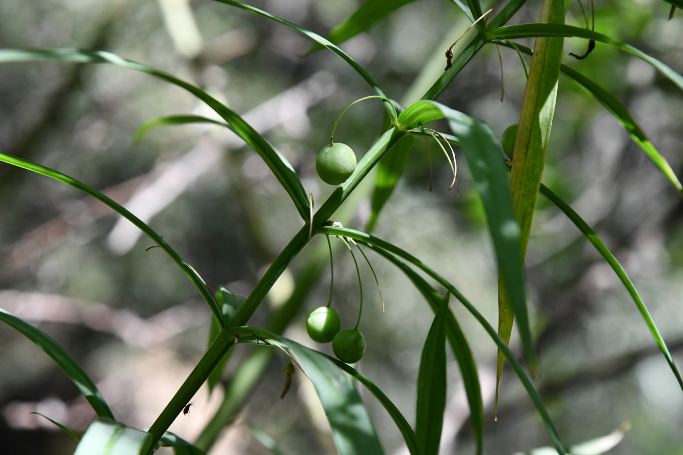 Image of Polygonatum sewerzowii specimen.