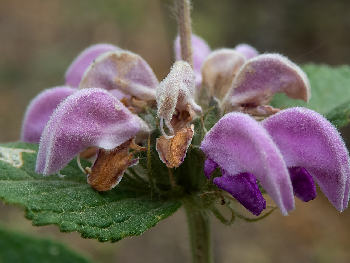 Image of Phlomis taurica specimen.