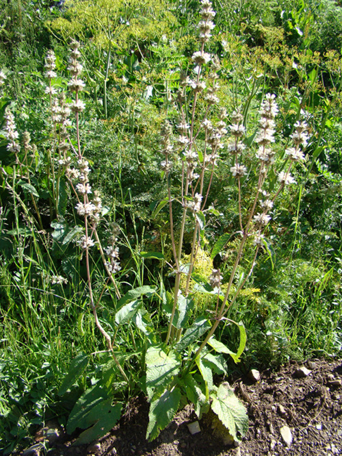 Изображение особи Phlomoides urodonta.