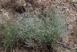 Acanthophyllum gypsophiloides