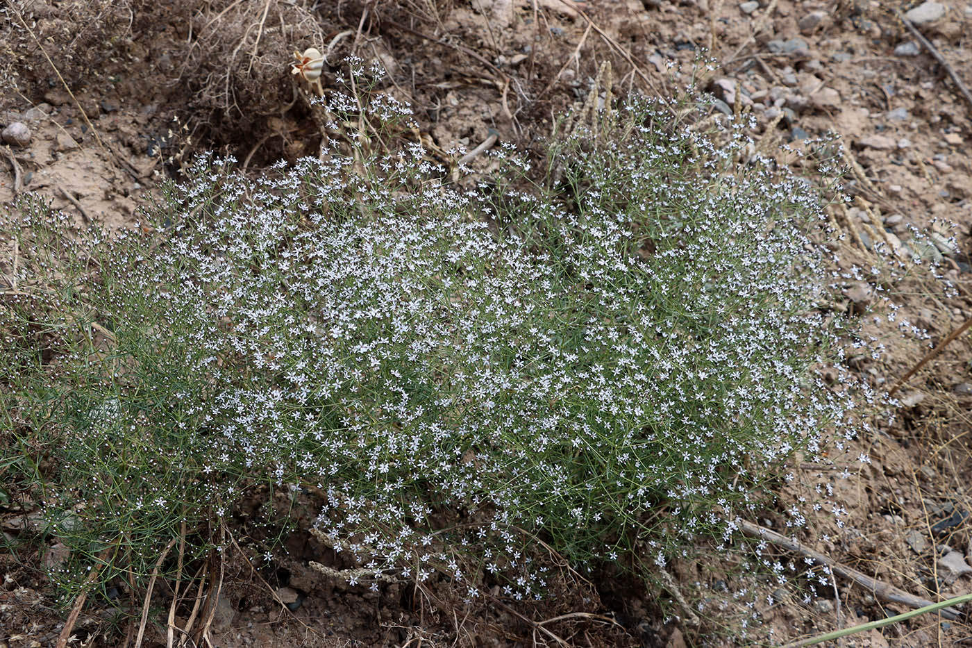 Image of Acanthophyllum gypsophiloides specimen.