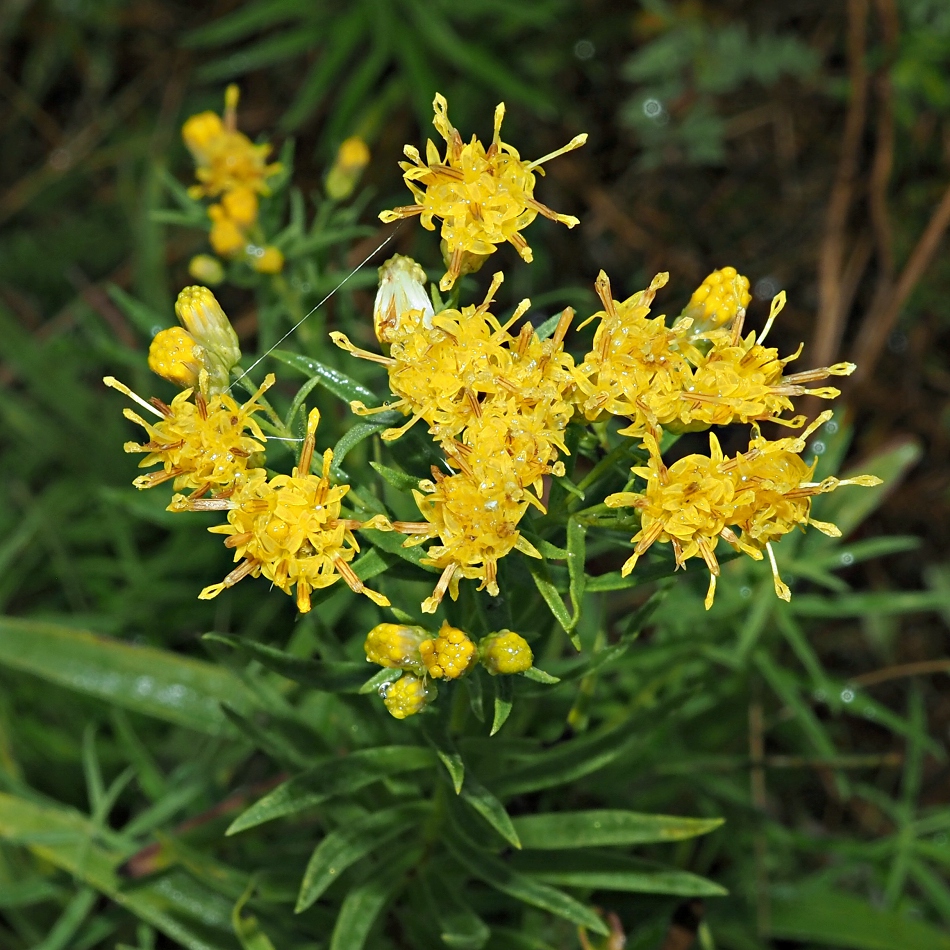 Image of Galatella biflora specimen.