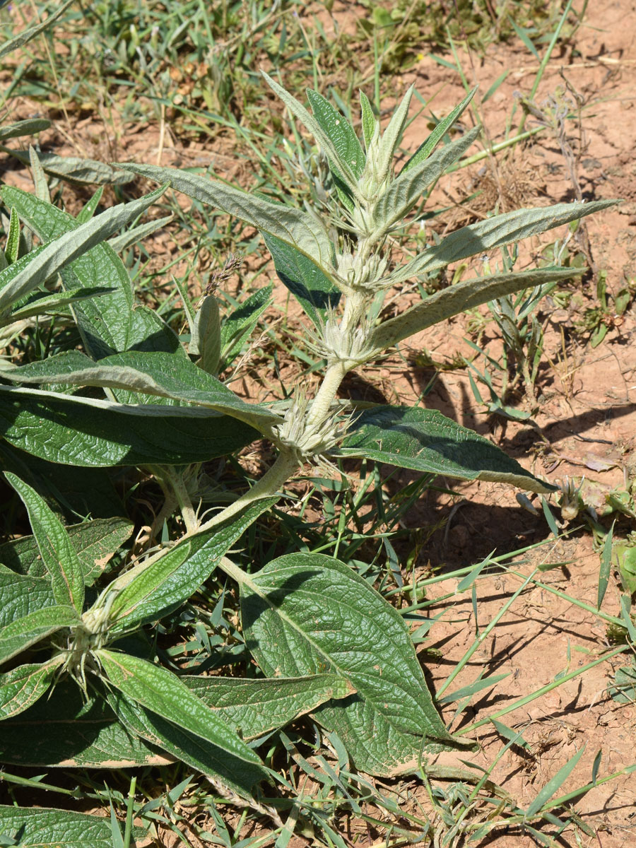 Изображение особи Phlomis regelii.