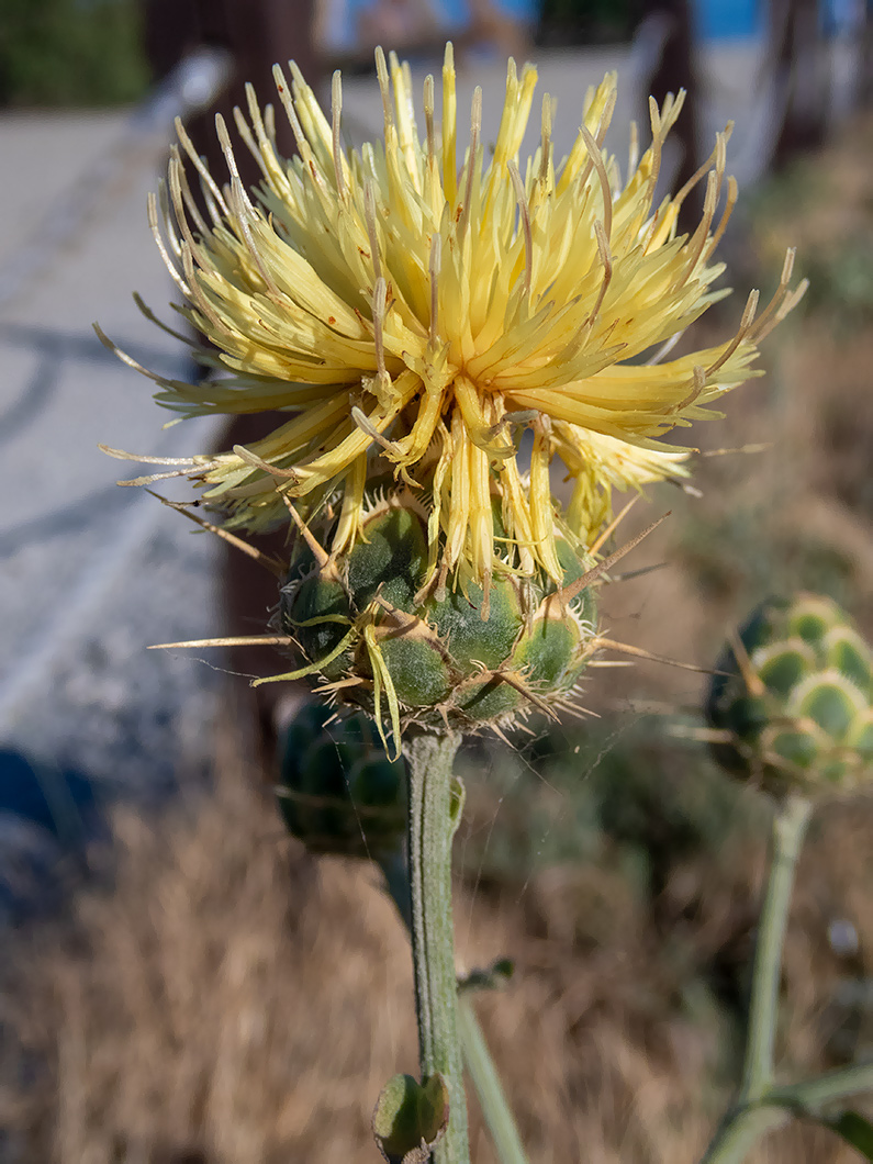 Изображение особи Centaurea salonitana.
