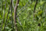Arabidopsis thaliana