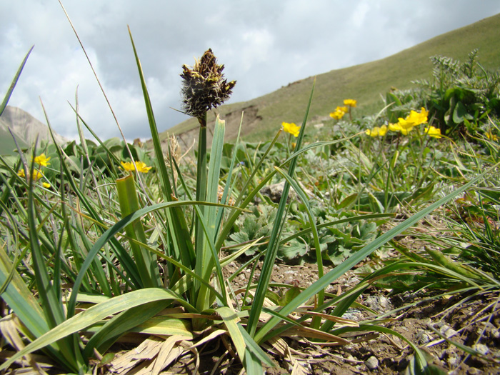 Изображение особи Carex melanantha.